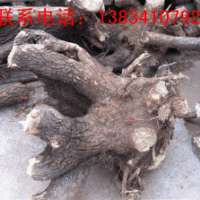 流蘇樹（牛筋樹）流蘇樹價(jià)格（牛筋樹價(jià)格）流蘇樹樁（牛筋樹樁）
