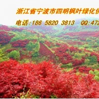 常年優(yōu)惠供應(yīng):紅楓/櫻花/桂花/茶花/茶梅/五針?biāo)?/></a>
<div><a href=