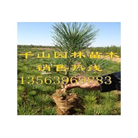 供應陜西營養袋黑松苗，陜西50-80公分黑松小苗