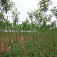 綠化苗木國槐、垂柳、榆葉梅、丁香、棗樹、 梨樹