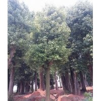 供應(yīng)香樟、樸樹、欒樹、高山榕、大葉榕、小葉榕