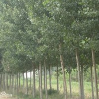 供應毛白楊 速生楊 柳樹 泡桐 白臘 國槐 法桐 刺槐