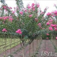 潢川紫薇基地常年供應紫薇小苗，紫薇樹，紅花紫薇，紫薇價格