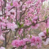 常年供應(yīng)海棠，碧桃等綠化苗木