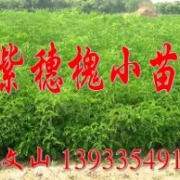 河北秦皇島果樹綠化苗圃基地大量專供紫穗槐，火炬，楊樹苗，柳樹