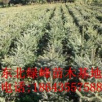 云杉，營養(yǎng)杯云杉苗，云杉苗價格，云杉種子，吉林云杉苗