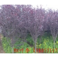 安徽肥西大大量供應2-15公分紫葉李，紫葉李小苗價格