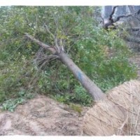 蘇王村苗圃場常年大量供應白蠟 速生柳 速生白蠟
