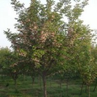 春季工程用各種規(guī)格櫻花開始出售啦