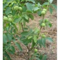 山西運城大量供應核桃苗