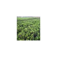 【冬青供應(yīng)】山西冬青苗、冬青造型、冬青種植