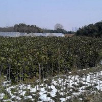 桂花小苗、香樟、烏桕、三角楓、杜英、紅葉李