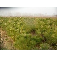黑松苗1米高黑松1.2米高黑松基地黑松苗價格