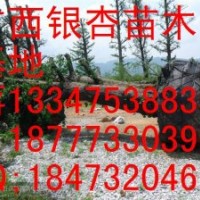 重慶銀杏樹價格、重慶銀杏樹苗、重慶銀杏苗木