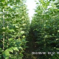 速生白蠟、速生國槐、垂柳、竹柳、速生柳