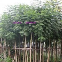 藍花楹供應商，福建藍花楹的價格
