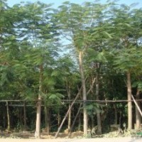 福建鳳凰木的價格，鳳凰木供應商，鳳凰木移植基地