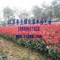 供應櫻花小苗紫葉李小苗紅葉石楠小苗金森女貞小苗蜀檜小龍柏小苗