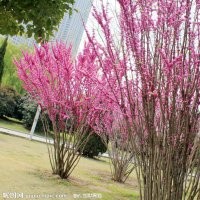 叢生紫薇紫荊、竹柳,垂柳,各類竹子