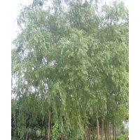 供應柳樹、垂柳