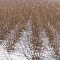 供應：叢生三角楓（茶條槭）10萬墩，4分支、1.8米高