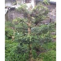 供應湖北利川高山小葉黃楊