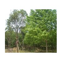 山西《錦源苗圃》白皮松、五角楓、油松、