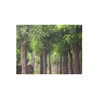 供應國槐、側柏苗、木瓜苗、紅連木