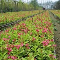 專售紅王子錦帶100萬.扶芳藤.衛矛100萬