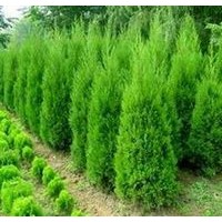 低價出售河南檜：高度80--120