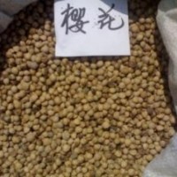 專業供應黃楊種子貨到付款品質保證