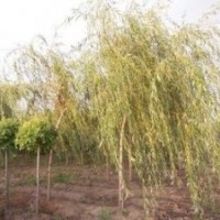 供應：垂柳，旱柳，金絲垂柳