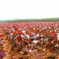 全紅楊銷售全紅楊種植全紅楊批發商
