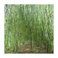 出售紅葉石楠球，龍柏，檜柏，塔柏，刺柏，紫薇，垂柳