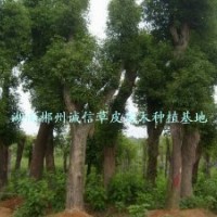 綠化用樹(shù)像章