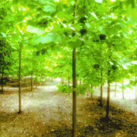 供應5-50公分法桐