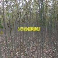 出售1-20公分的新疆楊，柳樹，毛白楊。北京楊