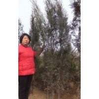 供應各規格側柏，火炬，黃櫨