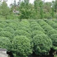 大量供應湖南桂花樹