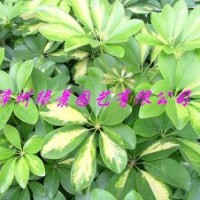 哪里種植柳樹，柳樹廠家出售