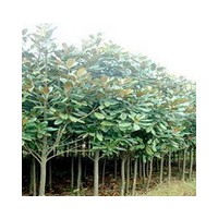 供應華北工程苗木欒樹，五角楓，玉蘭，黃櫨，皂角，櫻花，香椿等