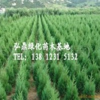 供應刺松苗 刺松苗價格優質刺松苗