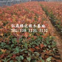供應紅葉石楠，紅葉石楠價格，紅葉石楠規格齊全