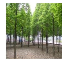 供應句容水杉 池杉 落羽杉
