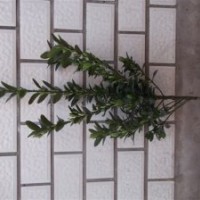 供應河北大葉黃楊小葉黃楊順平側柏順平金娃娃