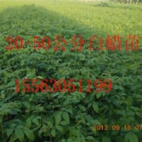 濟寧速生白蠟苗供應商聊成速生白蠟苗供應商