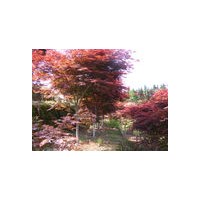 供應(yīng)丁香，法國冬青，桂花，紅楓，紫薇，碧桃