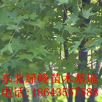 五角楓苗，五角楓種子，五角楓苗價格，吉林五角楓苗