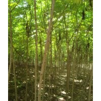 火炬樹價格