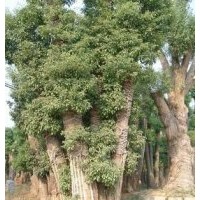園林銷(xiāo)售直徑20、25.40、45.到直徑50公分的大香樟